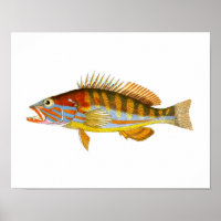 Art Poisson Antique Imprimer n° 5 Art Nautique Imp