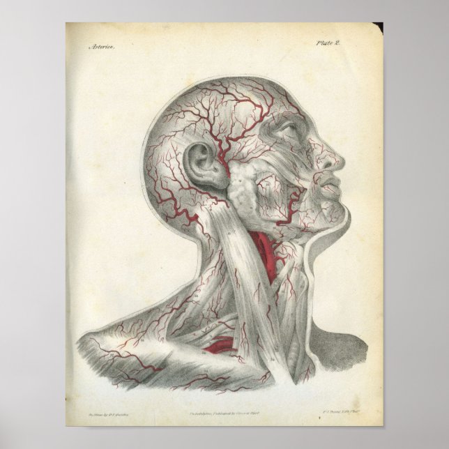 Affiches Artères de la tête et du cou Anatomie Imprimer (Devant)