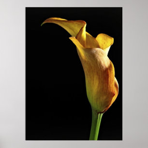 Affiches Arum Lily