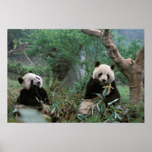Affiches Asie, Chine, sanctuaire des pandas géants de Cheng