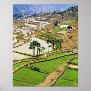 Affiches Asie, Chine, Yunnan, Honghe. Terrasses de riz à p