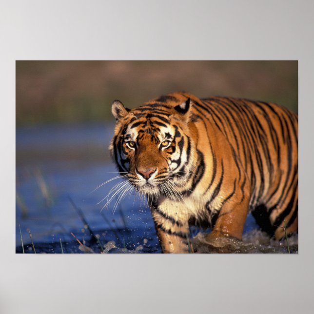 Affiches ASIE, Inde, Bengale Tiger Panthera tigris) (Devant)