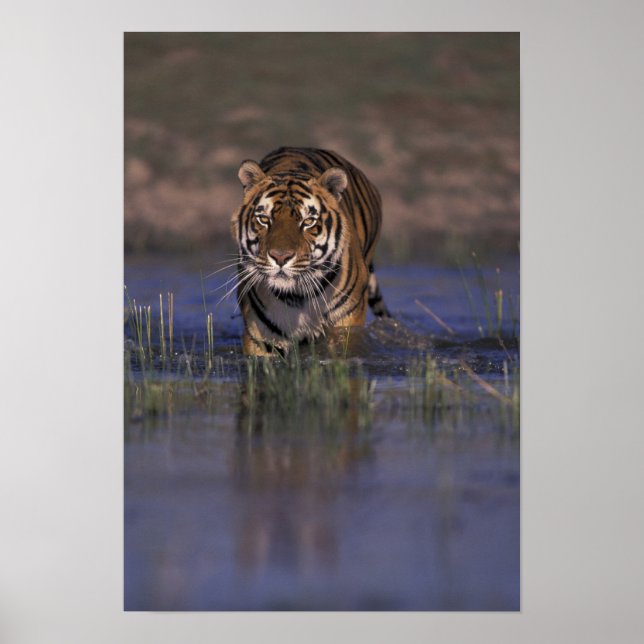 Affiches ASIE, Inde Tigre marchant dans l'eau (Devant)