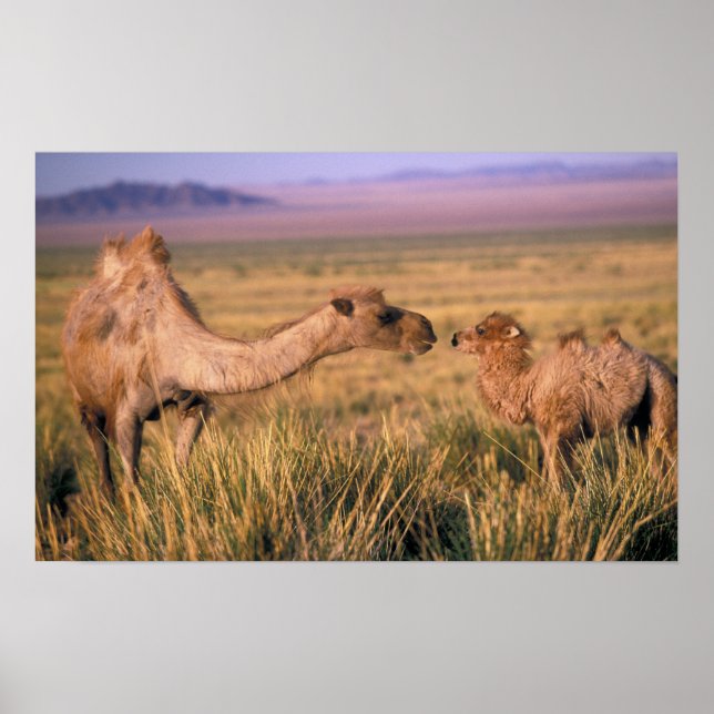 Affiches Asie, Mongolie, Désert de Gobi, Grand Gobi (Devant)