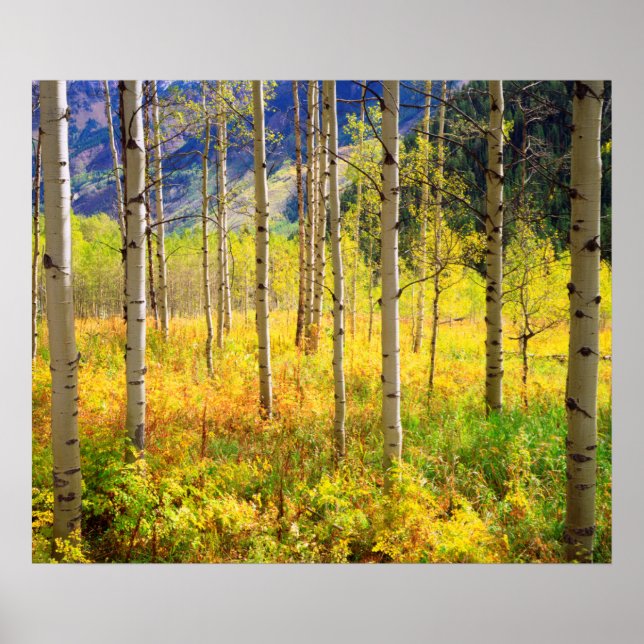 Affiches Aspen Trees (Devant)