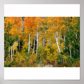 Affiches Aspens à l'automne