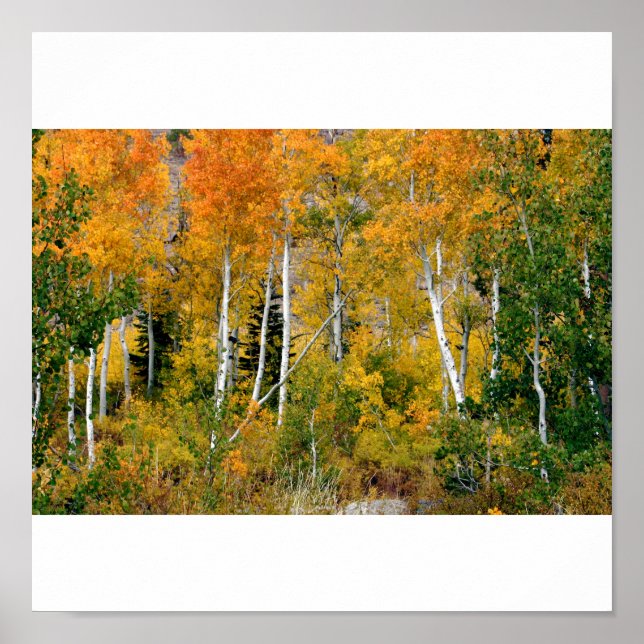 Affiches Aspens à l'automne (Devant)