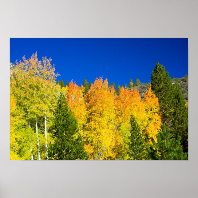 Affiches Aspens flammes (Devant)