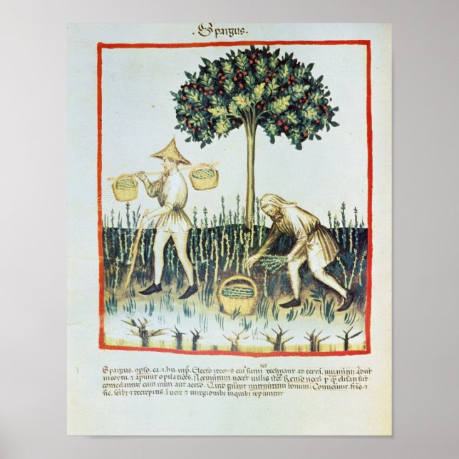 Affiches Asperges Pickers, 13ème siècle (Devant)