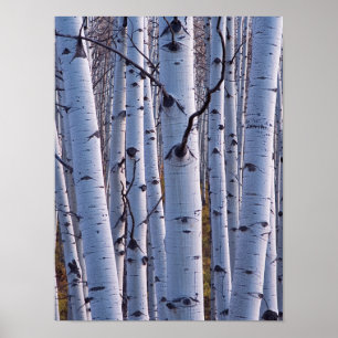 Affiches Aspire Dans Le Parc National De Gunnison