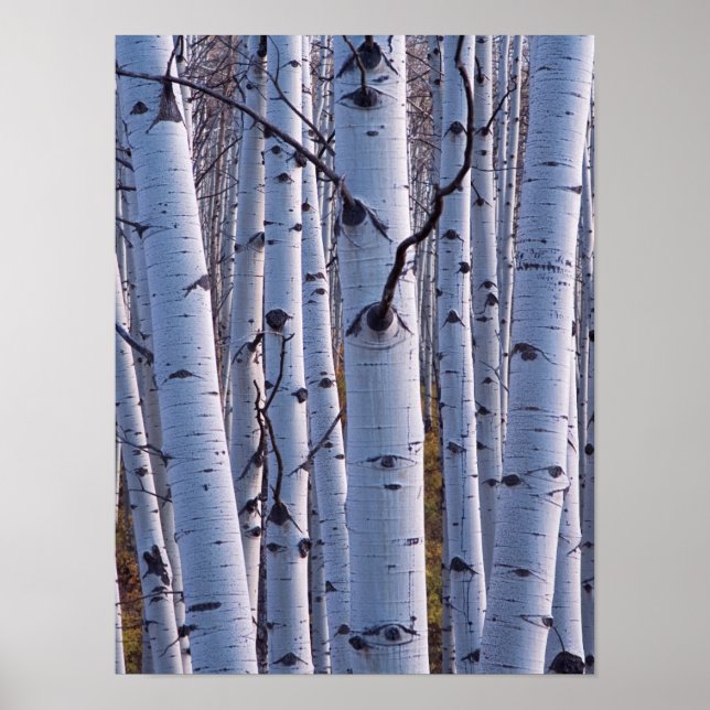 Affiches Aspire Dans Le Parc National De Gunnison (Devant)