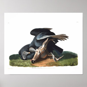Affiches Assiette Audubon 106 Vautour noir