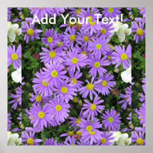 Affiches Aster violet jaune vert