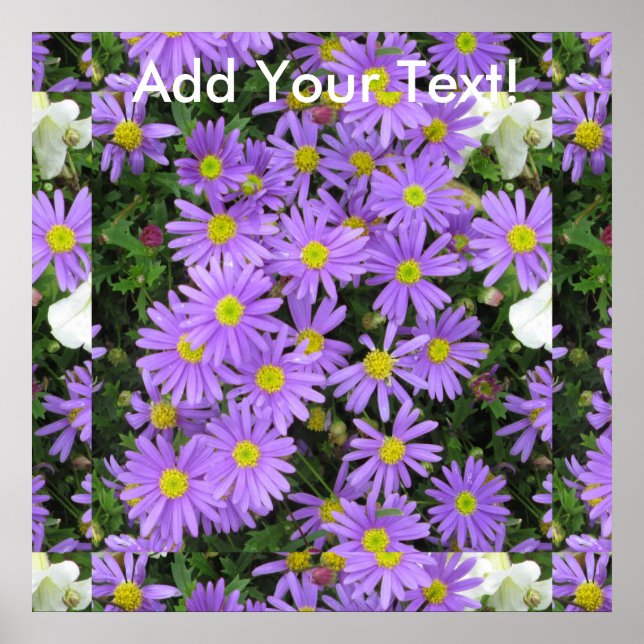 Affiches Aster violet jaune vert (Devant)