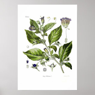 Affiches Atropa belladonna (Deadly Nightshade)