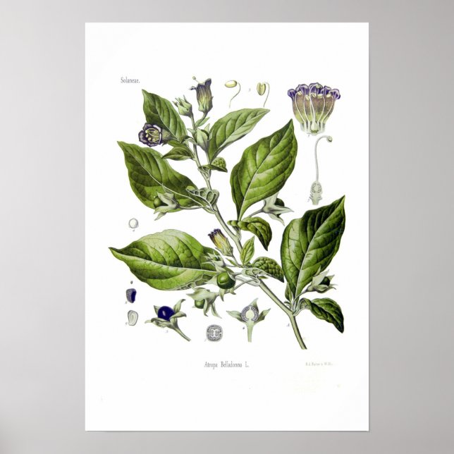 Affiches Atropa belladonna (Deadly Nightshade) (Devant)