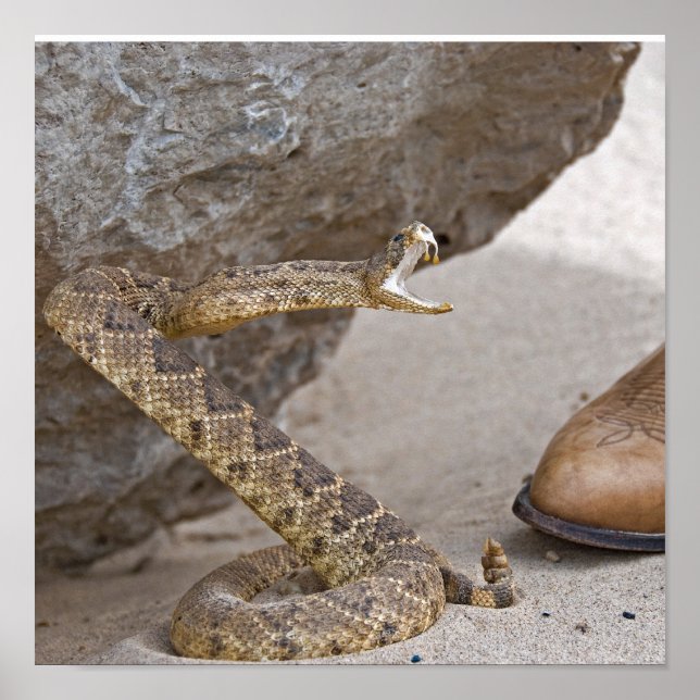 Affiches Attaque de serpent à sonnette (Devant)