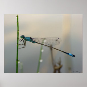 Affiches Attendant, fin bleue de Damselfly