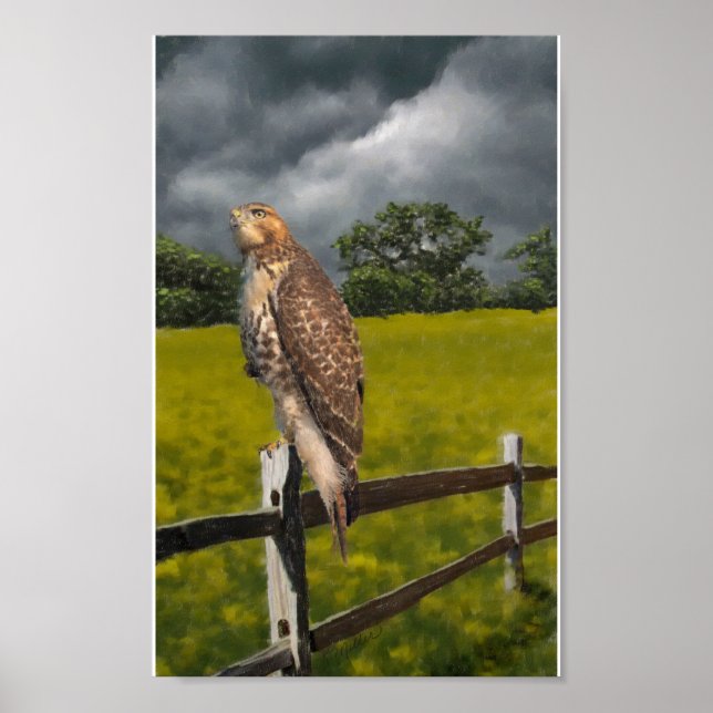 Affiches Attente de la tempête - Red tail Hawk (Devant)