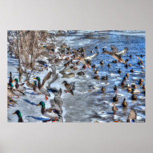 Affiches Atterrissage des canards et des dragues de Mallard
