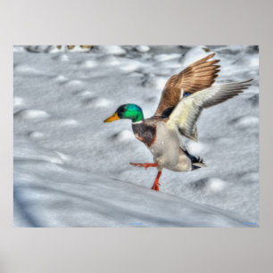 Affiches Atterrissage du canard-Majard Photo de la faune