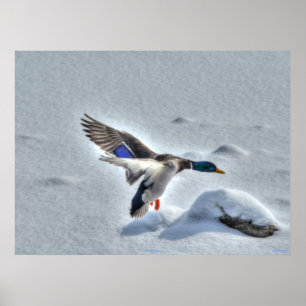 Affiches Atterrissage du canard-Majard Photo de la faune