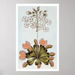 Affiches Attrape-mouche de Vénus