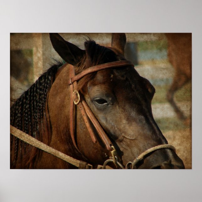 Affiches Au Horse Show (Devant)