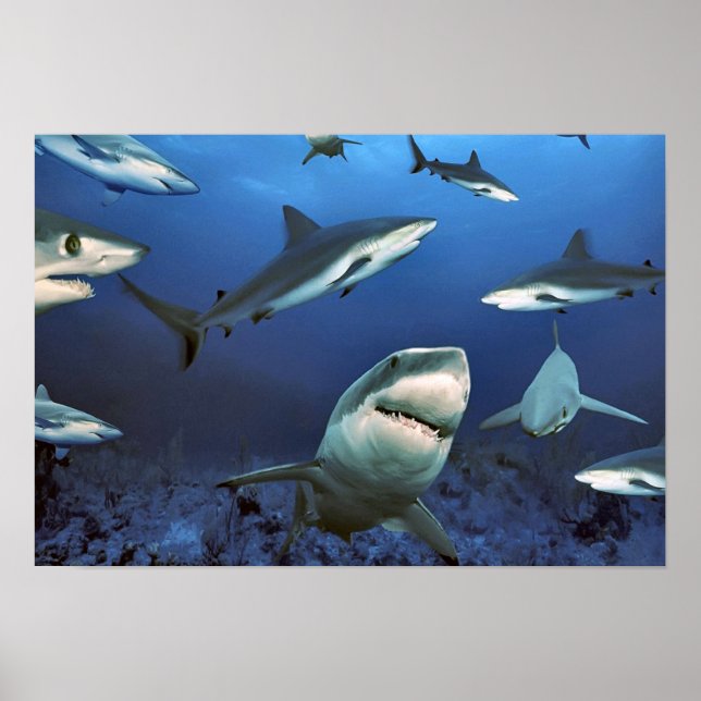 Affiches Au milieu des requins (Devant)