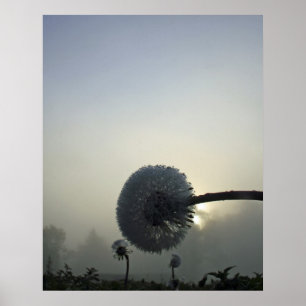 Affiches Aube de pissenlit