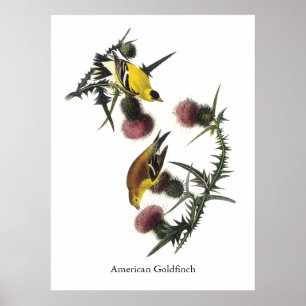 Affiches Audubon American Goldfinch