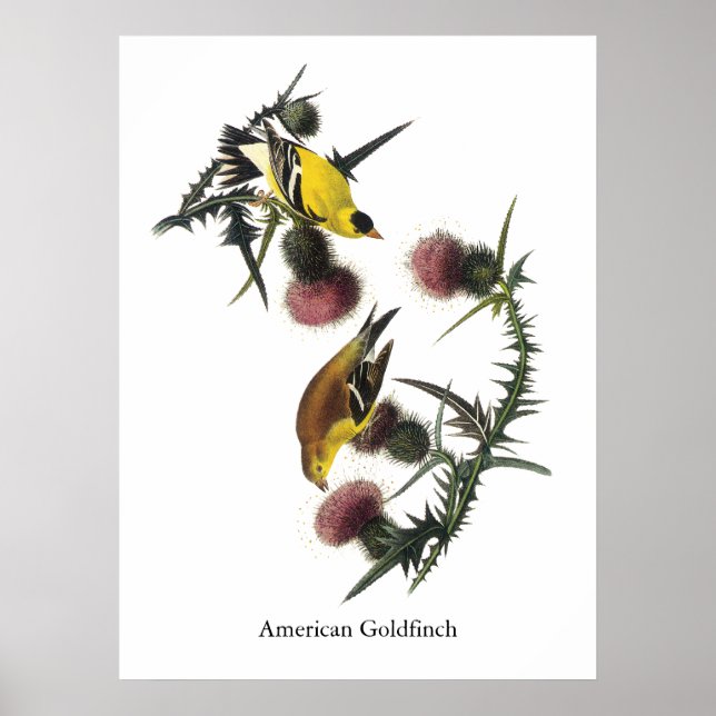 Affiches Audubon American Goldfinch (Devant)