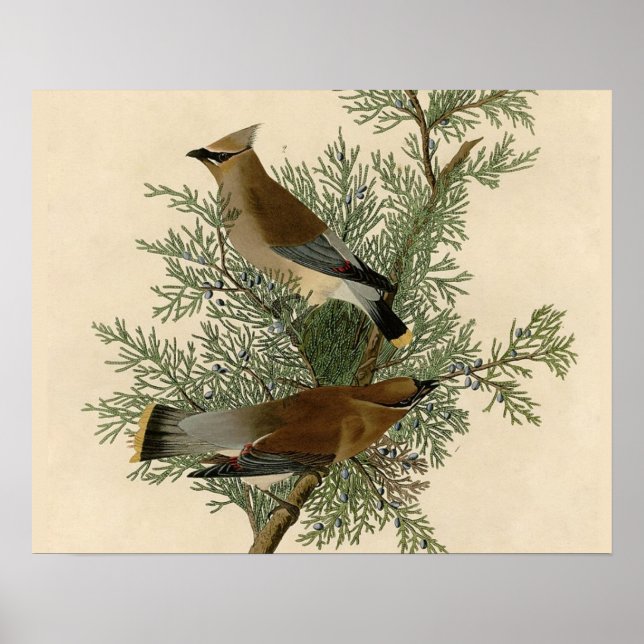 Affiches Audubon Cèdre cire oiseau (Devant)