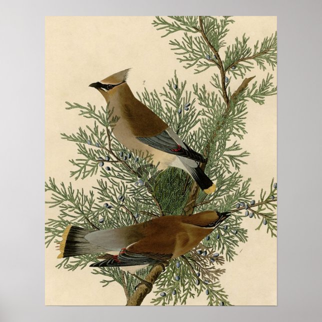 Affiches Audubon Cèdre cire oiseau (Devant)