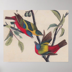 Affiches Audubon Painted Bunting Bird Wildlife