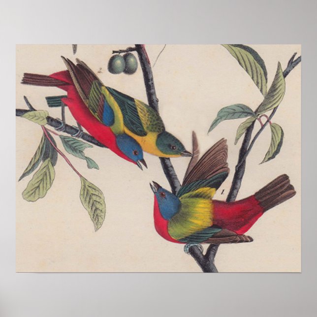 Affiches Audubon Painted Bunting Bird Wildlife (Devant)