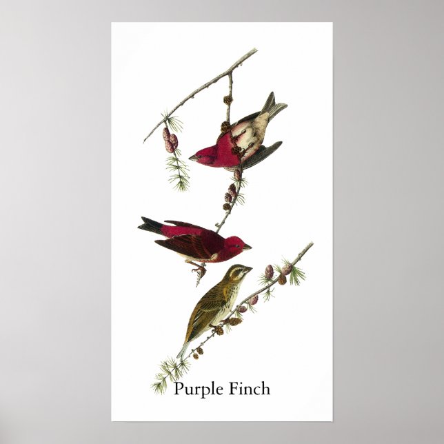 Affiches Audubon Purple Finch (Devant)