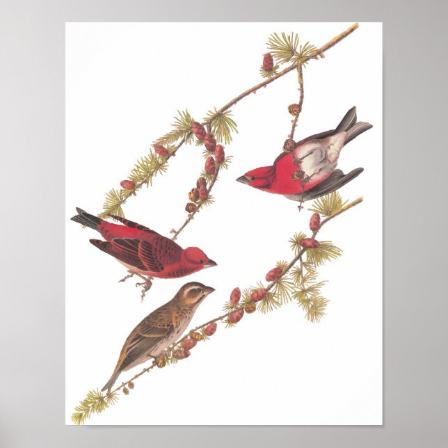Affiches Audubon's Purple Finch Red Birds Art Vintage (Devant)