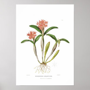 Affiches Aurantiaca de Guarianthe par Mlle Drake