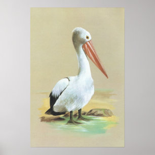 Affiches Australian Pelican - Pelecanus conspicillatus