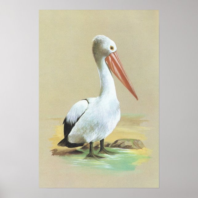 Affiches Australian Pelican  - Pelecanus conspicillatus (Devant)