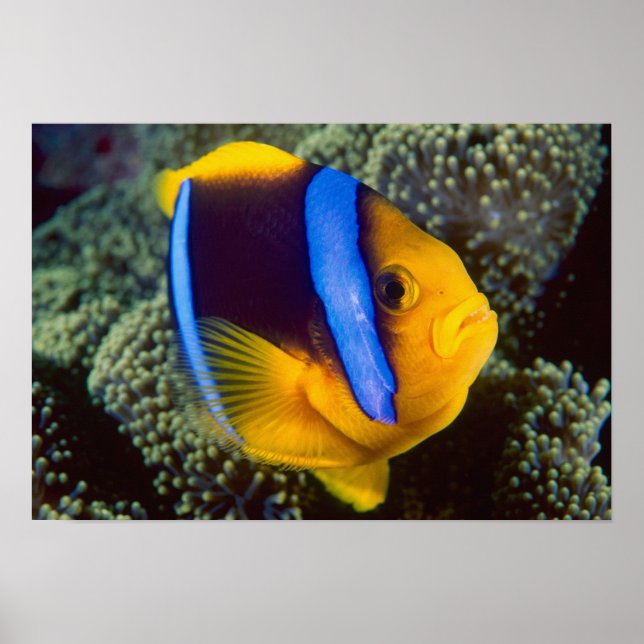 Affiches Australie, Grande Barrière de corail, Anémonefish (Devant)