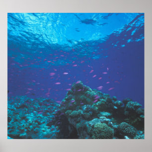 Affiches Australie, Grande Barrière de corail. Fourmillant 