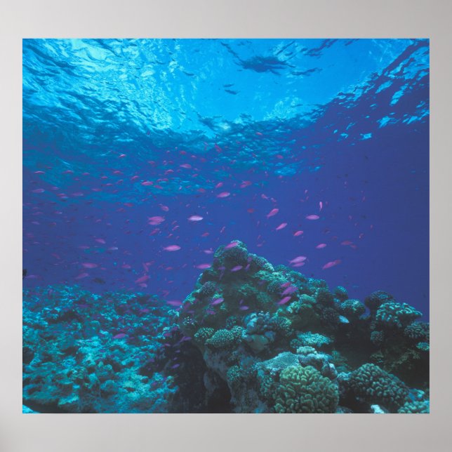 Affiches Australie, Grande Barrière de corail. Fourmillant  (Devant)
