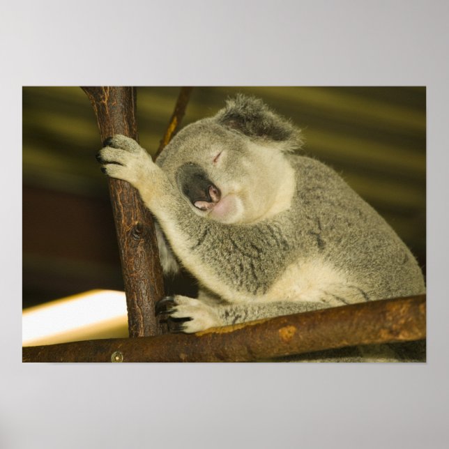 Affiches Australie, Queensland, Brisbane. Arborescence des  (Devant)