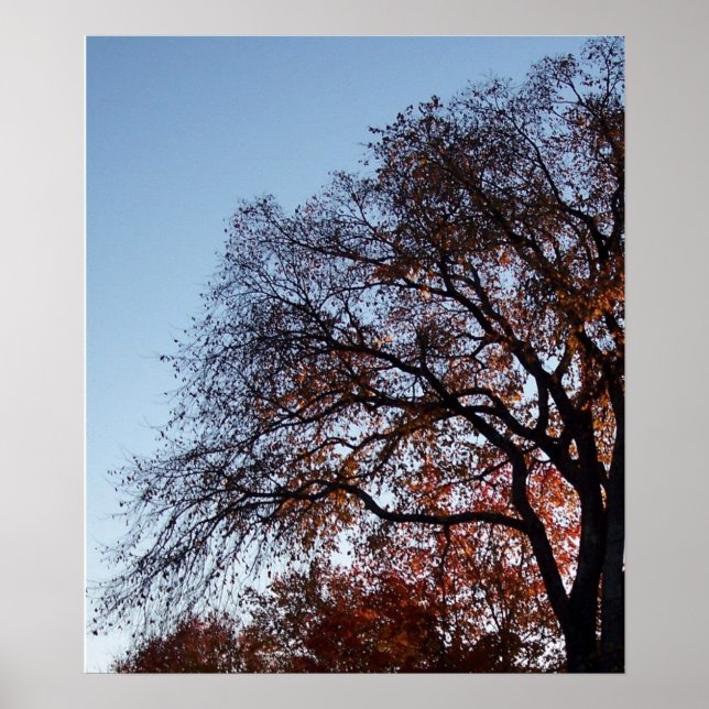 Affiches Automne Arbre Automne (Devant)