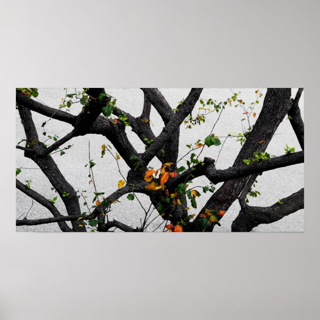 Affiches Automne Branches de l'arbre d'automne (Devant)