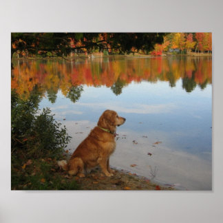 Affiches Automne Gold Nature avec Golden Retriever Dog