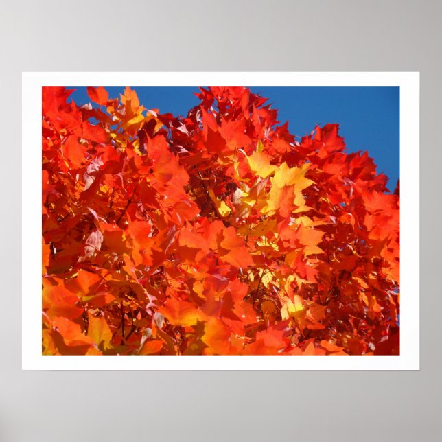 Affiches Automne rouge orange jaune Feuilles d'art estampes (Devant)