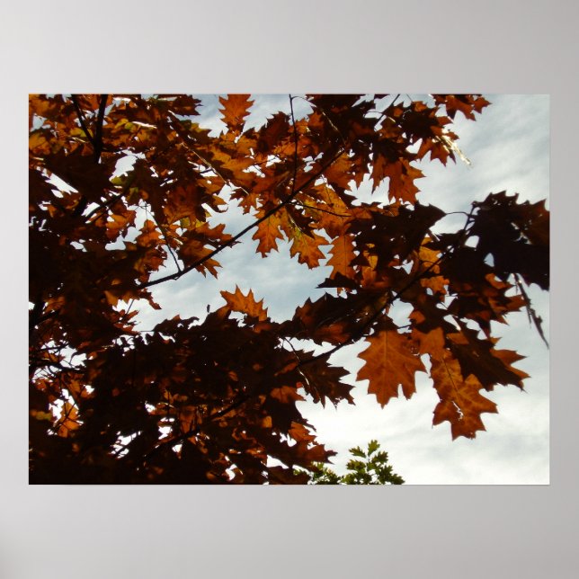 Affiches Automne transparent (Devant)